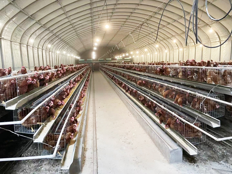 阜新雞舍燈控鋪設(shè)